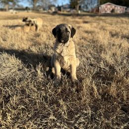 Anatolian Shepherd Dog and Havanese Puppies from Home with Havanese
