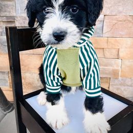 Aussiedoodle and Bernedoodle Puppies from Deer Canyon Family Doodles