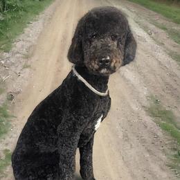Bear - Poodle