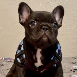 Morton - Black male French Bulldog puppy in Porter, Texas from Whatabulldog