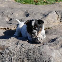 Kiss - Blue mottled female Australian Cattle Dog puppy in Buffalo Valley, Tennessee from Buffalo Valley Breeders
