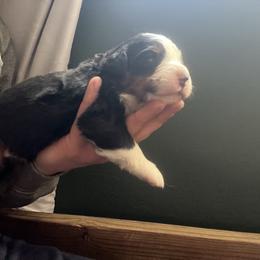 Pink - Black rust and white female Bernese Mountain Dog puppy in North Grove, Indiana from J&F Country Canines