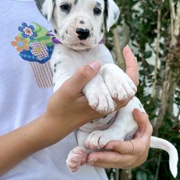 Magenta Ribbon Girl - White and black female Dalmatian puppy in Hillsville, Virginia from Spot On Dalmatians