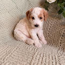 Gregory - Parti male Goldendoodle puppy in Barstow, California from Golden Desert Doodles