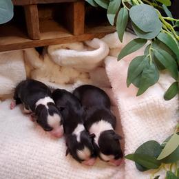 Miniature Australian Shepherd Puppies from Barnyard Mini Aussies