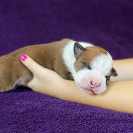 American Staffordshire Terrier Puppies from Liberty Am Staffs