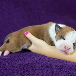 American Staffordshire Terrier Puppies from Liberty Am Staffs
