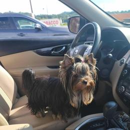 Poppy - Yorkshire Terrier