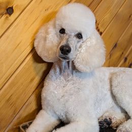 Fleur - Poodle