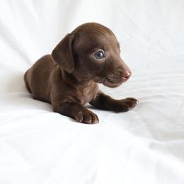 Dexter - Chocolate male Dachshund puppy in Fredericksburg, Ohio from William's Dachshunds