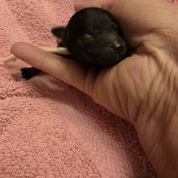 Lacey - Black female Poodle puppy in Wittmann, Arizona from Marlees Puppies 1