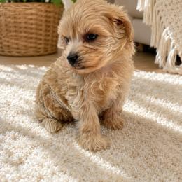 Goldendoodle and Maltipoo Puppies from ENC Goldendoodles And Maltipoos