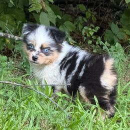 BoPeep - Blue merle female Miniature Australian Shepherd puppy in Patterson, North Carolina from DreamLine Aussies