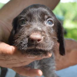 Theon - Liver and white male German Wirehaired Pointer puppy in Kentucky from Triple Springs Farm