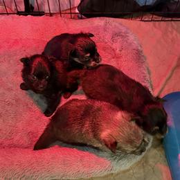 Companion Cross puppies from Peapod Pomeranians