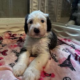 COOKIE - Gray and white female Sheepadoodle puppy in Riverside, California from Downtown Doodles & Frenchies