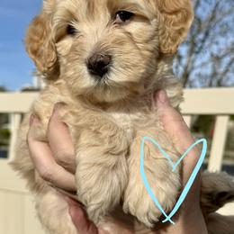 Bernedoodle, Cavalier King Charles Spaniel, and Poodle Puppies from Ellas.Pups (Bernedoodles & Cavapoos)