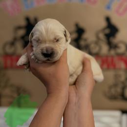 Maxine - Golden female Golden Retriever puppy in Duncan, South Carolina from Glimmer Goldens