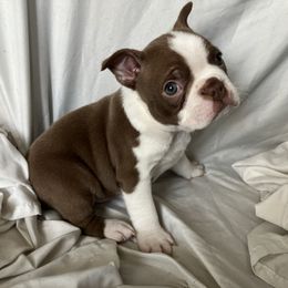 Red Man - Seal and white male Boston Terrier puppy in Piedmont, South Carolina from The Gentlemen Breed