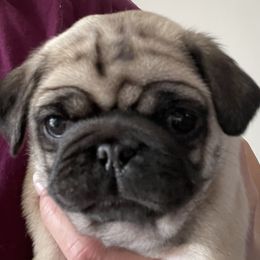 Pug Puppies from Pugalittlefoot