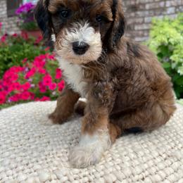 Atlas - Merle male Goldendoodle puppy in Ottawa, Ohio from Simply Beautiful Goldendoodles