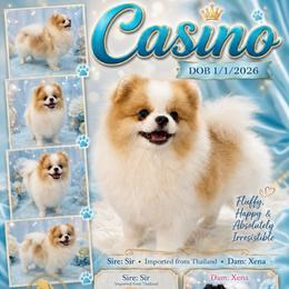 Casino - Pomeranian
