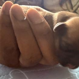 Boy 2 - Black gold and white male Shorkie puppy in Florida from Shorkie Land
