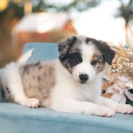 Suede - Blue merle male Border Collie puppy in Conway, Missouri from 2J 2K Border Collies | Maremma Sheepdogs