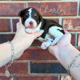 Charles - Brown and white male Bernedoodle puppy in Owasso, Oklahoma from Kallams Bernedoodles & Bernese Mountain Dogs
