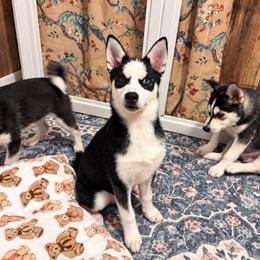 Sushi - Black and white male Pomsky puppy in Mannington Township, New Jersey from Little Husky Hutt