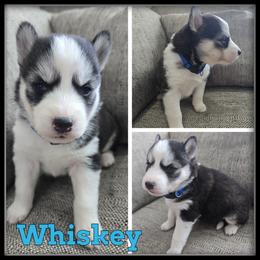Whiskey - Black and white male Siberian Husky puppy in Wheeler, Michigan from Haase Family Kennels