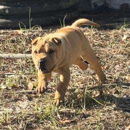 Spider - Fawn male Chinese Shar-Pei puppy in Lehigh Acres, Florida from Florida Wrinkles