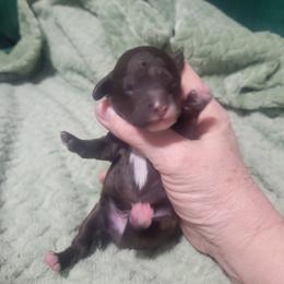 Maxwell - Brown male Poodle puppy in Arkansas from Harper's Pups