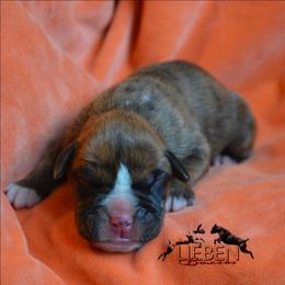 Bacon - Brindle male Boxer puppy in Earlsboro, Oklahoma from Lieben Boxers