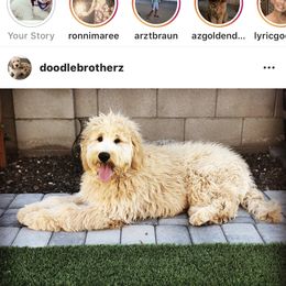Bernedoodle, Goldendoodle, and Aussiedoodle All Grown Up from Arizona Goldendoodles