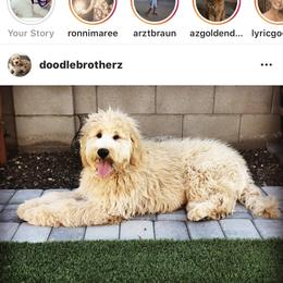 Bernedoodle, Goldendoodle, and Aussiedoodle All Grown Up from Arizona Goldendoodles