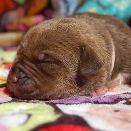 Light Pink girl - Brown female American Bully puppy in Sandy Hook, Connecticut from Fia Bullies