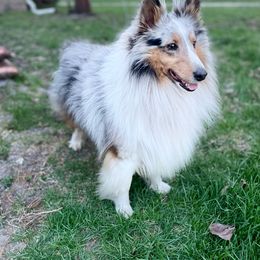 Finn - Shetland Sheepdog