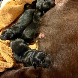 Girl 3 - Black female Labrador Retriever puppy in Davenport, New York from New England Premier English Labradors