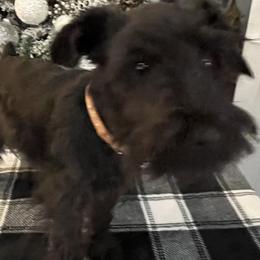 Oakley - Black female Miniature Schnauzer puppy in Huntsville, Alabama from Edwin and Donna Lawrence