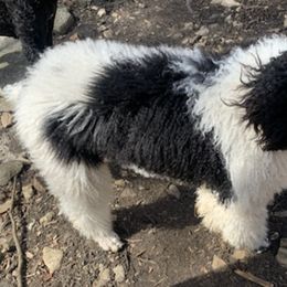 Poodles from Tender Kennels