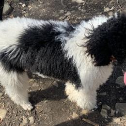 Poodles from Tender Kennels