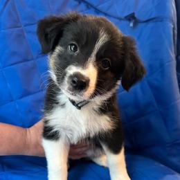Bluey - Black tri-color female Australian Shepherd puppy in Monroe, North Carolina from Meekey Family Aussies