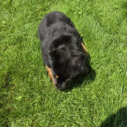 Rottweiler Puppies from Vom Peiffley Rottweilers, LLC