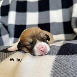 Willie - Red male Pembroke Welsh Corgi puppy in Waverly, Iowa from A Hurd of Corgis