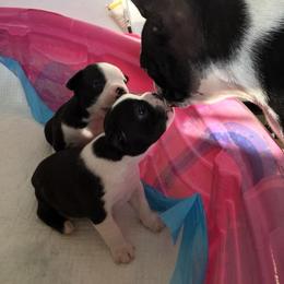 Boston Terrier Puppies from Blue Chick Farm