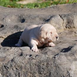 Egyption - Yellow female Labrador Retriever puppy in Buffalo Valley, Tennessee from Buffalo Valley Breeders
