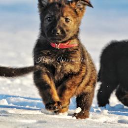 German Shepherd All Grown Up from Haus Wesmiller