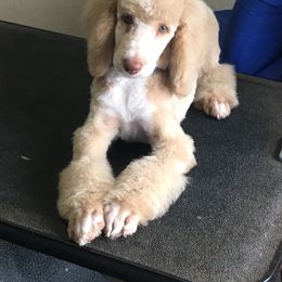 Goldendoodle, Golden Retriever, and Poodle Puppies from Studmuffin Services