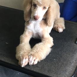 Goldendoodle, Golden Retriever, and Poodle Puppies from Studmuffin Services